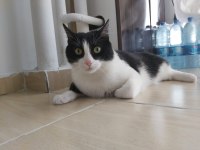 3 yaşında erkek tekir kedimiz kısır