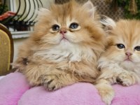 British Longhair Golden Kızlar