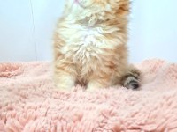 Nadir Tür British Longhair Golden Dişi Yavrularım