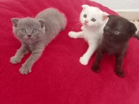 Yavru scottish fold