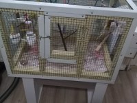 sahibinden muhabbet kuşları