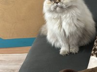 İran kedisi kızımıza yuva arıyoruz