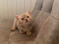 Top Kafa Gri Scottish Fold ve Silver British Shorthair