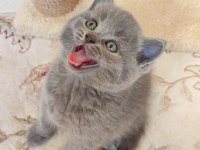 LOKUMULİNKO KEDİMİZ