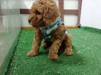 Toy poodle köpeği