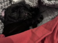 2 aylık pug