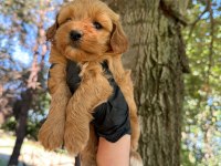 MALTİPOO DİŞİ ERKEK 