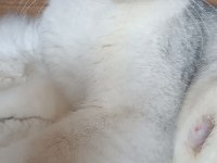 2 yaşında dişi British Shorthair