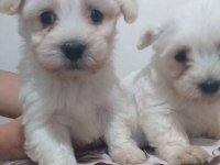 Tecaup Maltese Terrier