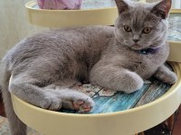 KEDİMİZ ŞEKER İÇİN ÖMÜRLÜK YUVA ARIYORUZ