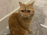 3 yaşında exotic shorthair erkek kedimiz