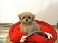 BABY FACE MALTİPOO YAVRULARIMIZ