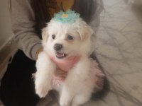 Çok sevimli maltipoo