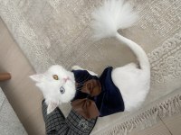 Chinchilla 11 aylık kedimiz