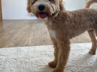 4.5 AYLIK HER ŞEYİ TAM MALTİPOO