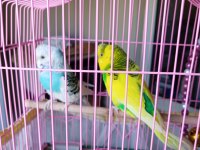 1 erkek ve 1 dişi muhabbet kuşu