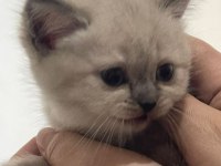 BULUPOİNT PONÇİKLER TESLİME HAZIR