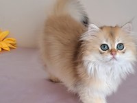 British longhair golden sevimli cana yakın uysal