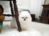 Boo Pomeranian Ayı Surat Yavrularımız