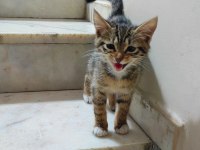 Sokakta kalmış yavru tekir