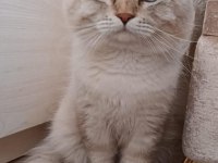 British Longhair Lynx Point