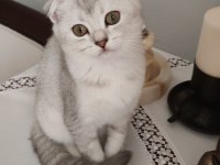 3 Aylık Silver Scottish Fold Dişi Yavru