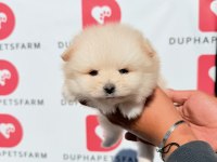 Ayıcık yüzlü sevimli pomeranian yavrularımız