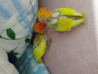 Bebek cennet papağanı