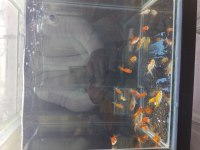 BOY BOY ORANDA JAPON BALIĞI
