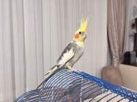 Sultan papağanı erkek
