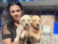 Safkan golden retriever yavrularım