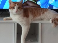 Ücretsiz sahiplendirilecek 2 Kedimiz