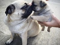 Pug Mops 55 65 Günlük Erkek Dişi Yavrular