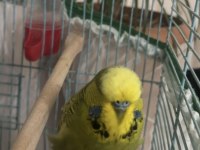 Jumbo Erkek Damızlık Muhabbet Kuşu