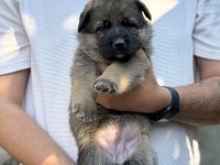 A Kalite Alman Çoban Köpeği Yavruları