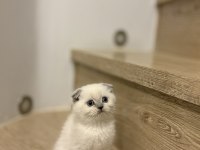 SCOTTISH FOLD BLUE POİNT  YAVRULARIM 