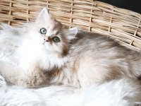 Ny25 dişi british longhair