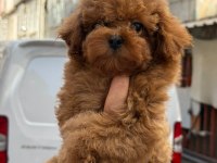 Yavru Kore Toy Poodlelarımız