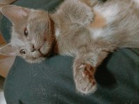 Scottish Fold Kedim Paspası ÜCRETSİZ sahiplendiriyorum