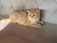 SAFKAN BRİTİSH SHORTHAİR GOLDEN & POİNT YAVRULAR
