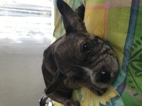 French bulldog 3 aylık
