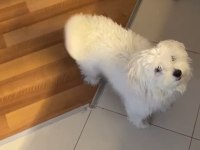 6 Aylık Erkek Maltese Terrier