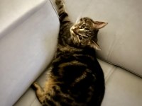 3 Yaş Tekir Mıncır Tatlı Sağlıklı ve Sevecen