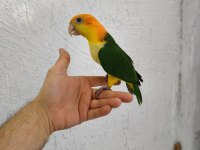 Biblo Gibi Bebek Caique