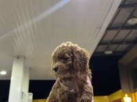 Toy poodle yavrularımız yeni yuvasını arıyor