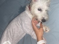1 yaşında güzeller güzeli dişi terrier