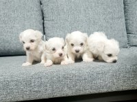 0 numara maltese terrier minnaklarım