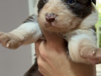Border collie yavruları