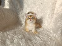 British shorthair golden oğlumuz