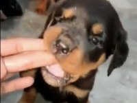Profesyonel Koruma Köpekleri